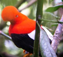 ecuador birding bird watching tours miple reserve